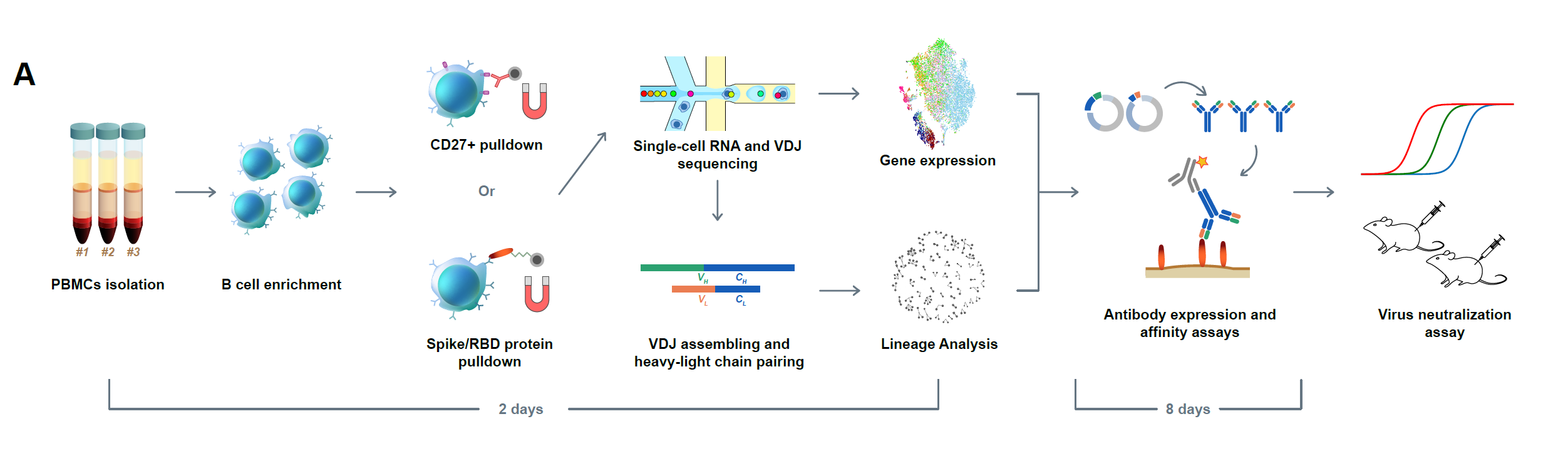 Schematic Representation Of A Method For Antibody
