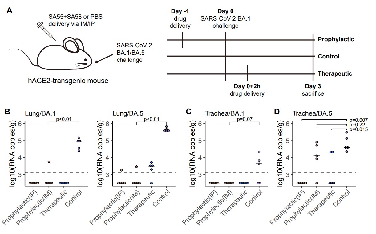 SA55+SA58 protects mice from BA.1 and BA.5 infection