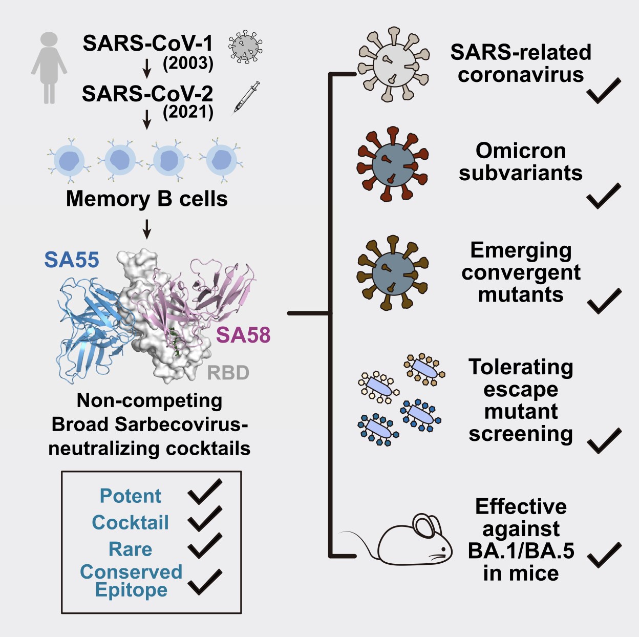 Rational identification of potent and broad sarbecovirus-neutralizing antibody cocktails from SARS convalescents