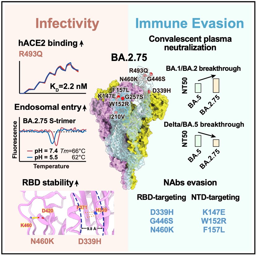 Characterization of the enhanced infectivity and antibody evasion of Omicron BA.2.75