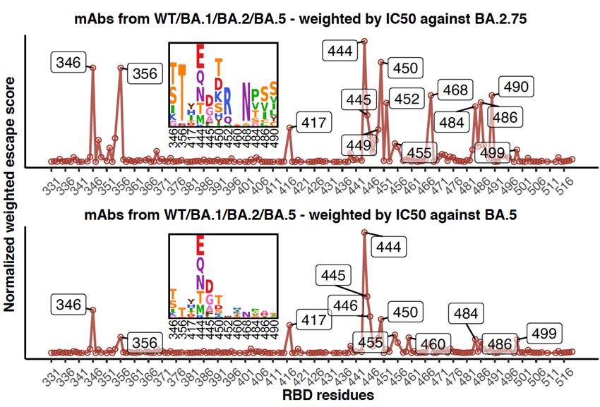 Imprinted SARS-CoV-2 humoral immunity induces convergent Omicron RBD evolution