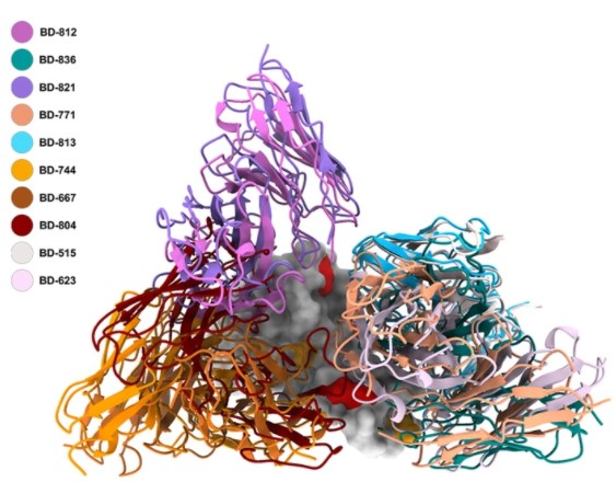 Structures of SARS-CoV-2 B.1.351 neutralizing antibodies provide insights into cocktail design against concerning variants